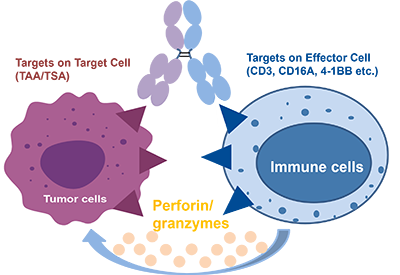 Bispecific Antibody Bioassay Service