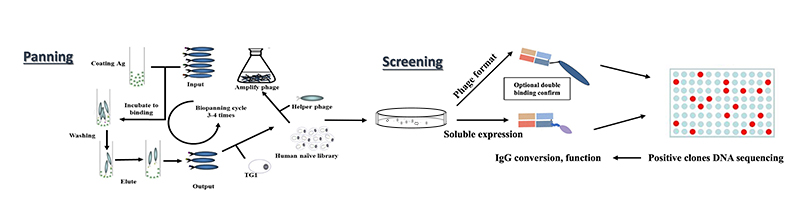 Human Antibody Library for Fab Naïve Screening Service – ProBio CDMO
