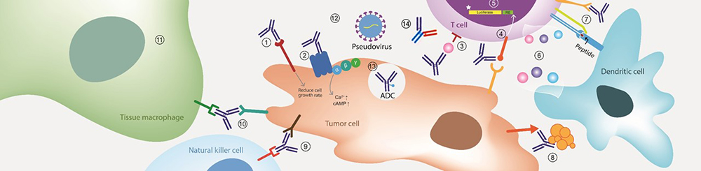 In Vitro Pharmacology | In Vitro Assay Development | Bioassay Services ...