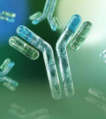 Start Strong with BsAb Discovery