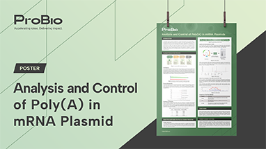 Analysis and Control of Poly(A) in mRNA Plasmid