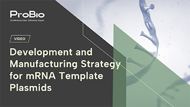 Development and Manufacturing Strategy for mRNA Template Plasmids
